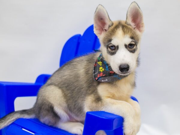 Siberian Husky DOG Male Grey & White 15368 Petland Wichita, Kansas