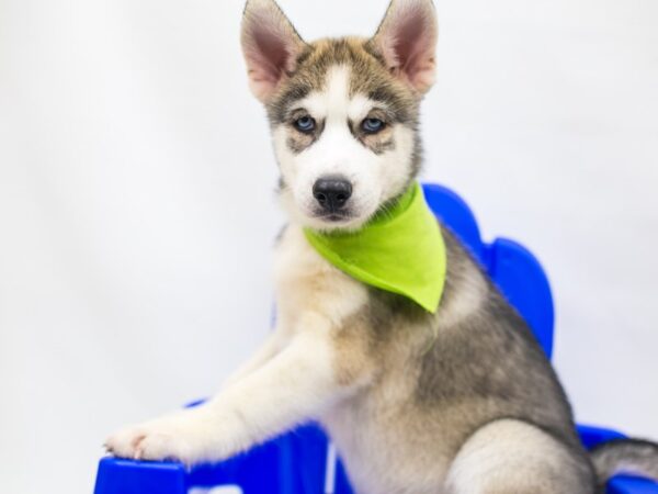 Siberian Husky-DOG-Male-Grey & White-15367-Petland Wichita, Kansas