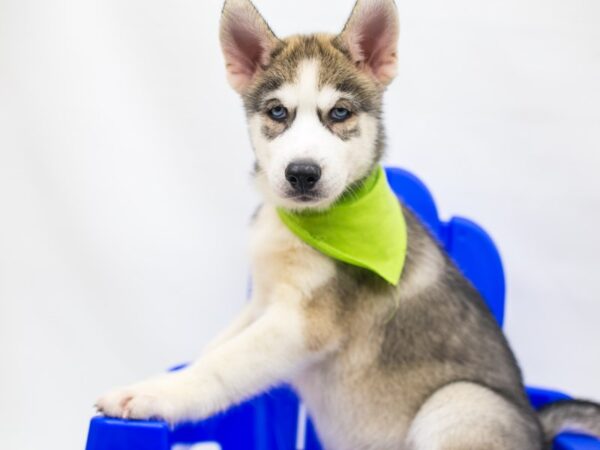 Siberian Husky DOG Male Grey & White 15367 Petland Wichita, Kansas