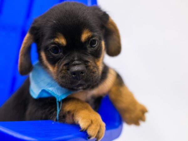 Puggle-DOG-Male-Black & Tan-15371-Petland Wichita, Kansas