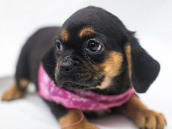 Puggle DOG Female Black & Tan 15372 Petland Wichita, Kansas