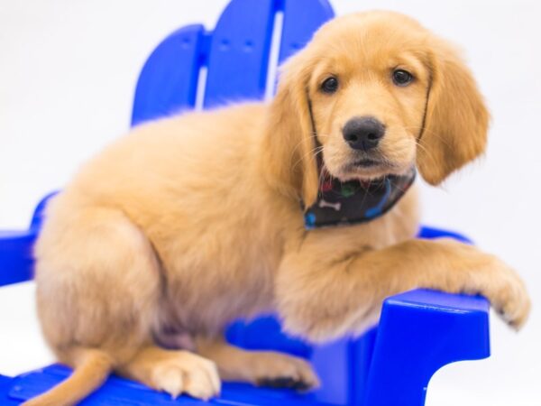Golden Retriever-DOG-Male-Golden-15378-Petland Wichita, Kansas