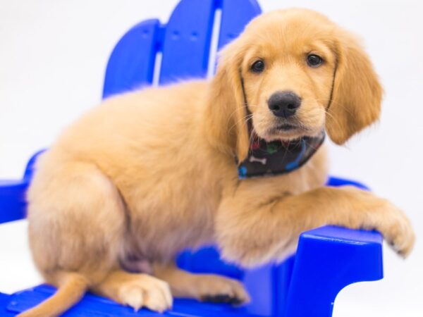 Golden Retriever DOG Male Golden 15378 Petland Wichita, Kansas