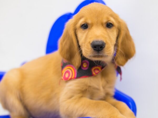 Golden Retriever-DOG-Female-Dark Golden-15376-Petland Wichita, Kansas