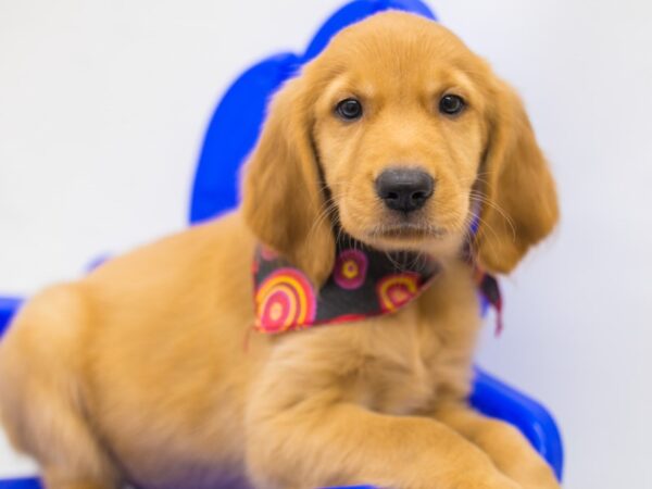 Golden Retriever DOG Female Dark Golden 15376 Petland Wichita, Kansas