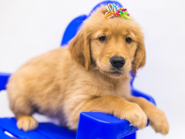 Golden Retriever-DOG-Female-Golden-15375-Petland Wichita, Kansas