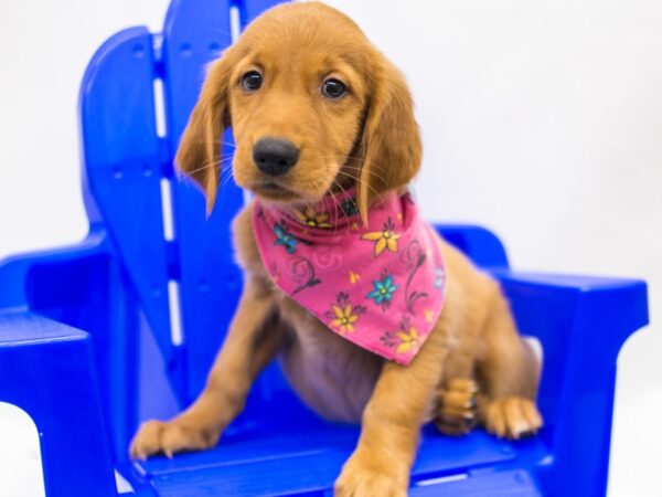 Golden Retriever DOG Female Red Golden 15374 Petland Wichita, Kansas