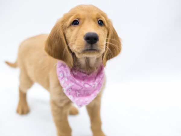 Golden Retriever-DOG-Female-Golden-15373-Petland Wichita, Kansas