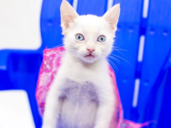 Kitten CAT Female White Flame Point 15394 Petland Wichita, Kansas