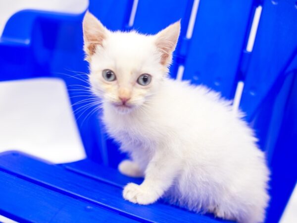 Kitten CAT Male White Flame 15393 Petland Wichita, Kansas