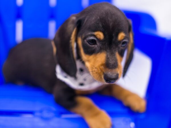 Miniature Dachshund DOG Male Black & Tan 15416 Petland Wichita, Kansas