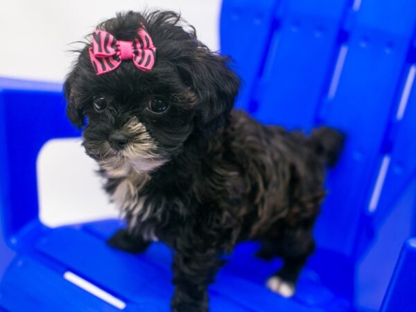 Toy Hava Tzu DOG Female Dark Chocolate & Black 15415 Petland Wichita, Kansas