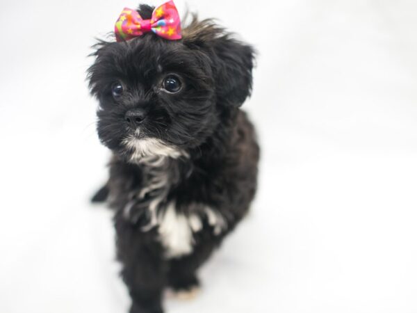 Toy Hava Tzu DOG Female Dark Chocolate & Black 15414 Petland Wichita, Kansas