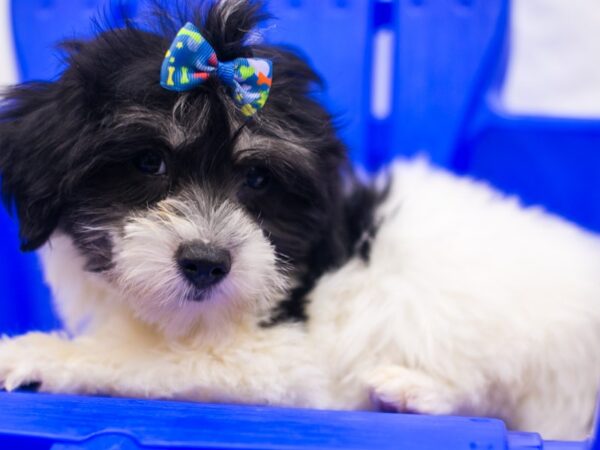 Coton De Tulear DOG Female Black & White 15413 Petland Wichita, Kansas