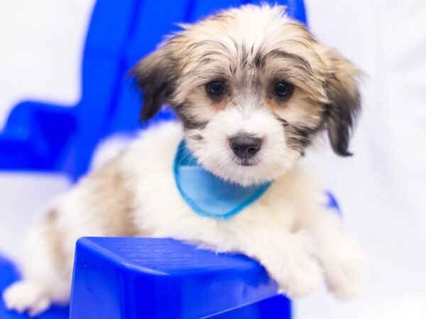 Coton De Tulear DOG Male Gold & White 15412 Petland Wichita, Kansas