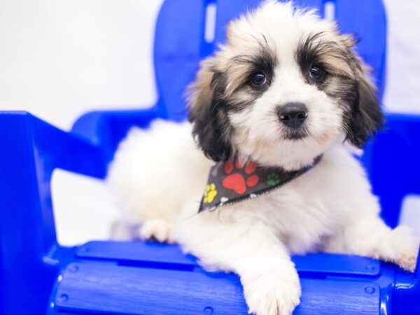 Coton De Tulear DOG Male Gold & White 15411 Petland Wichita, Kansas