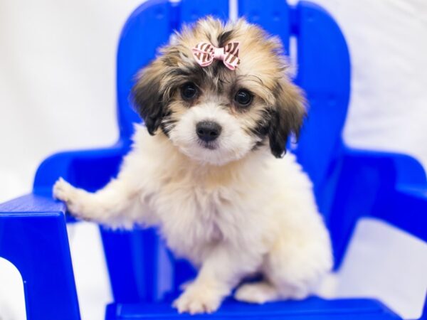 Coton De Tulear-DOG-Female-Gold & White-15410-Petland Wichita, Kansas