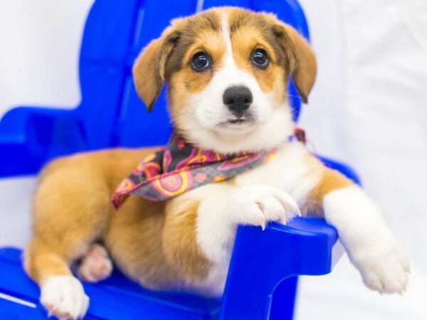 Pembroke Welsh Corgi DOG Female Red & White 15409 Petland Wichita, Kansas