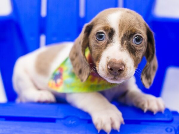 Miniature Dachshund DOG Male Red Dapple 15408 Petland Wichita, Kansas