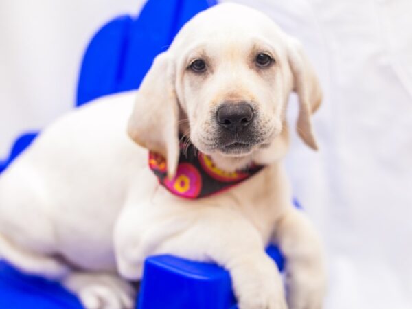 English Labrador Retriever DOG Female Yellow 15407 Petland Wichita, Kansas