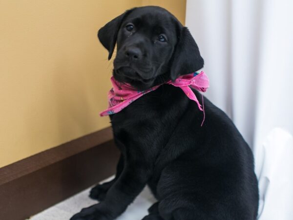 English Labrador Retriever DOG Female Black 15406 Petland Wichita, Kansas