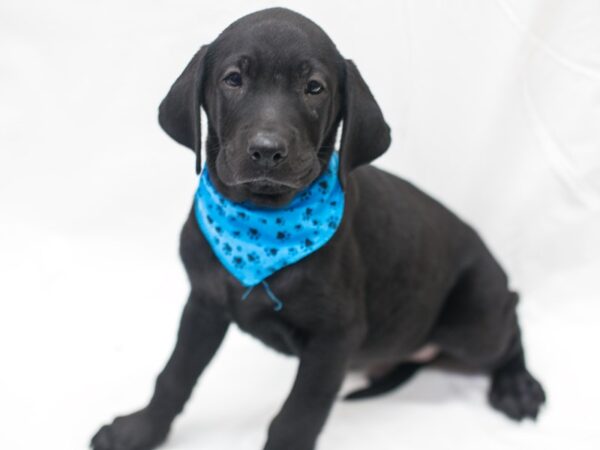 English Labrador Retriever DOG Male Black 15405 Petland Wichita, Kansas