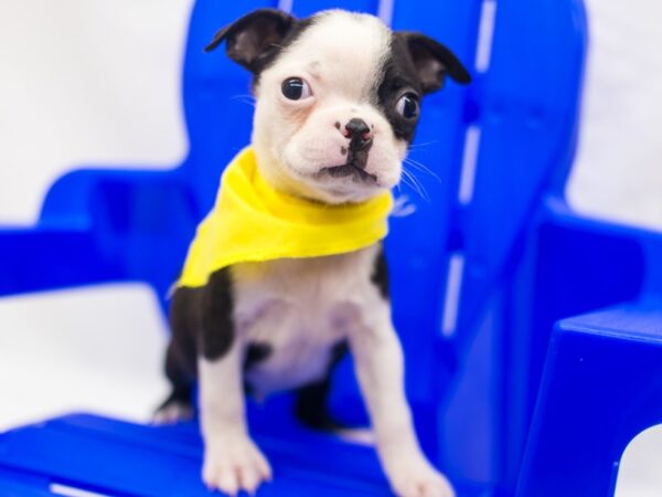 Boston Terrier DOG Male Black & White 15404 Petland Wichita, Kansas