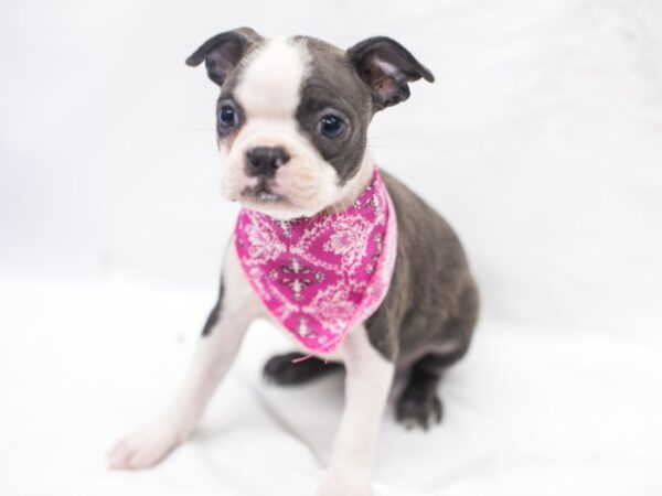 Boston Terrier-DOG-Female-Blue & White-15403-Petland Wichita, Kansas