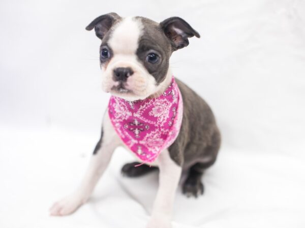 Boston Terrier DOG Female Blue & White 15403 Petland Wichita, Kansas