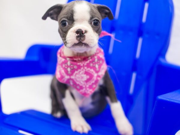 Boston Terrier DOG Female Blue & White 15402 Petland Wichita, Kansas