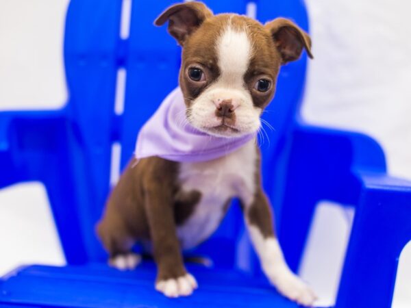 Boston Terrier DOG Female Red & White 15401 Petland Wichita, Kansas