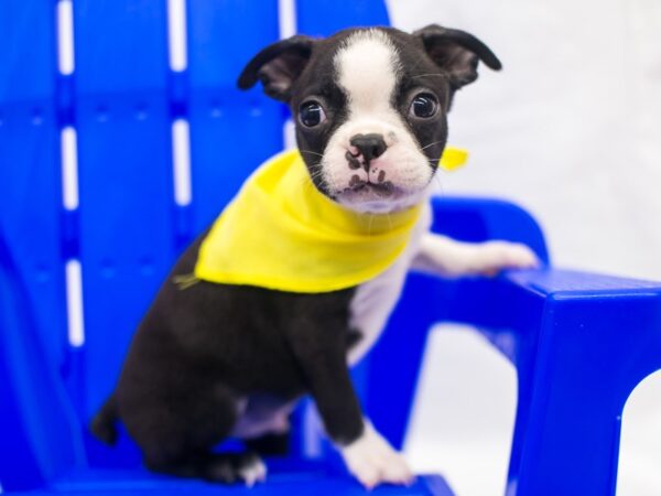 Boston Terrier DOG Male Black & White 15399 Petland Wichita, Kansas