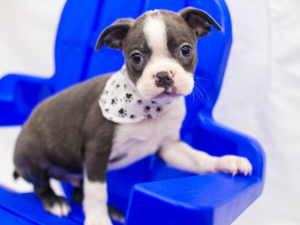 Boston Terrier DOG Male Blue & White 15398 Petland Wichita, Kansas