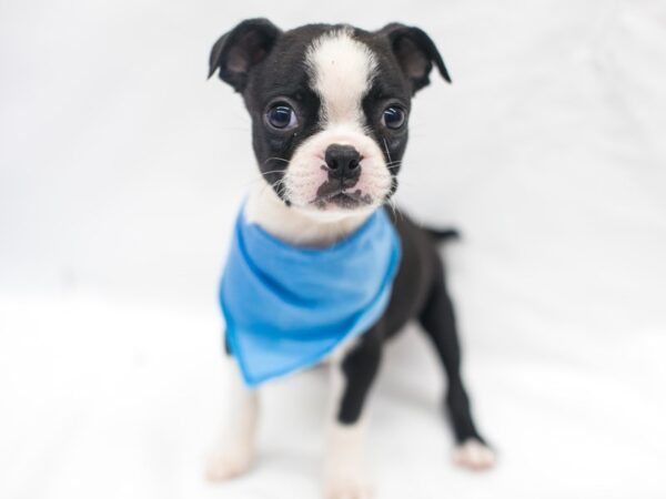 Boston Terrier DOG Male Black & White 15397 Petland Wichita, Kansas