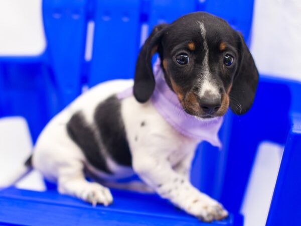 Miniature Dachshund DOG Female Black Tri Piebald 15396 Petland Wichita, Kansas