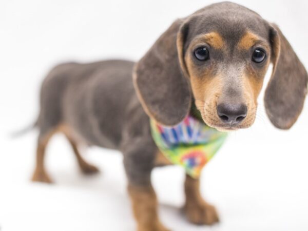 Miniature Dachshund-DOG-Male-Isabella Blue&Gold-15395-Petland Wichita, Kansas