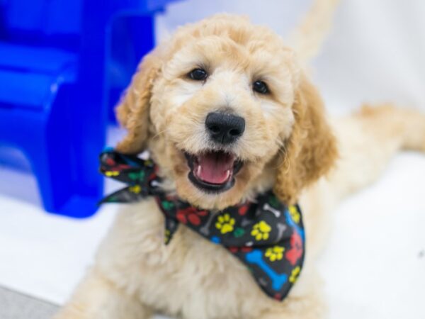 F1B Standard Goldendoodle DOG Male Apricot 15440 Petland Wichita, Kansas