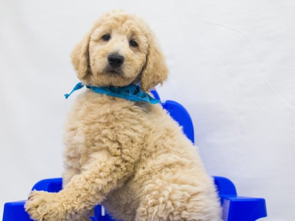 F1B Standard Goldendoodle-DOG-Male-Apricot-15439-Petland Wichita, Kansas