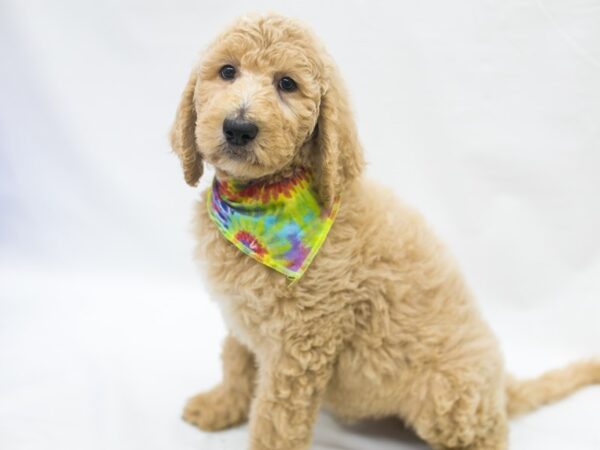 F1B Standard Goldendoodle-DOG-Male-Apricot-15438-Petland Wichita, Kansas