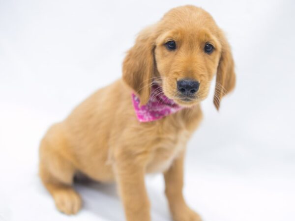 Golden Retriever DOG Female Gold 15437 Petland Wichita, Kansas