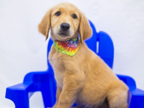 Golden Retriever DOG Male Gold 15436 Petland Wichita, Kansas