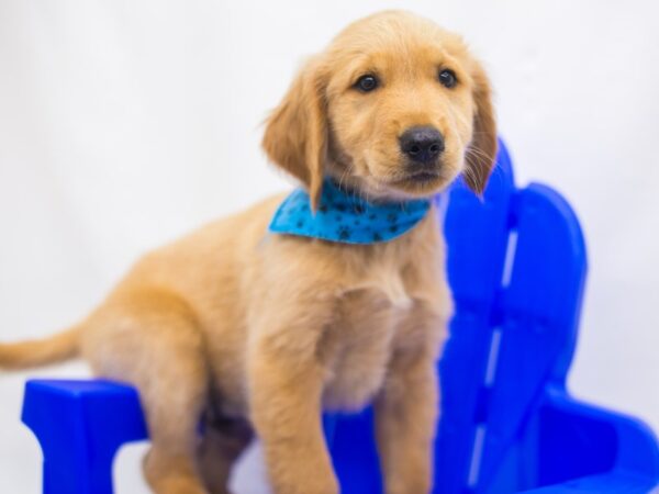 Golden Retriever DOG Male Gold 15435 Petland Wichita, Kansas