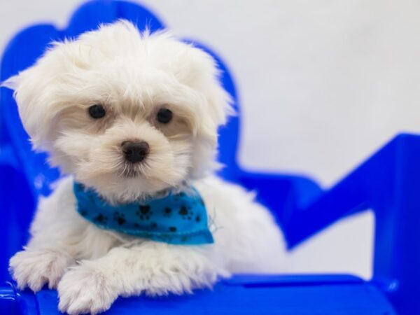 Maltese DOG Male White 15434 Petland Wichita, Kansas