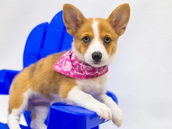 Pembroke Cardigan Welsh Corgi-DOG-Female-Red Merle (Blue eyes)-15430-Petland Wichita, Kansas