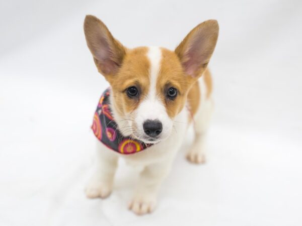 Pembroke Cardigan Welsh Corgi DOG Female Red Pibald 15429 Petland Wichita, Kansas