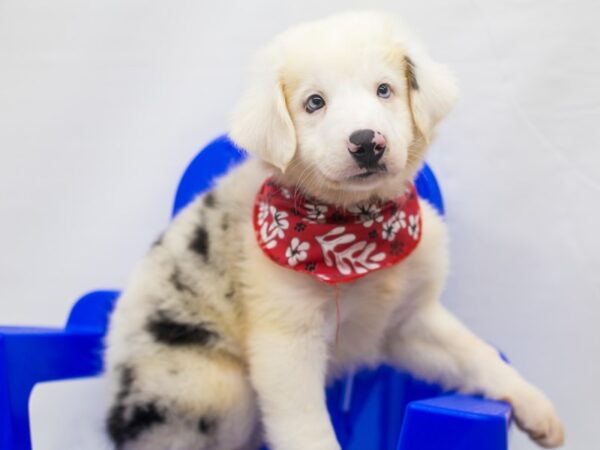 Miniature Australian Shepherd DOG Male Blue Merle 15428 Petland Wichita, Kansas