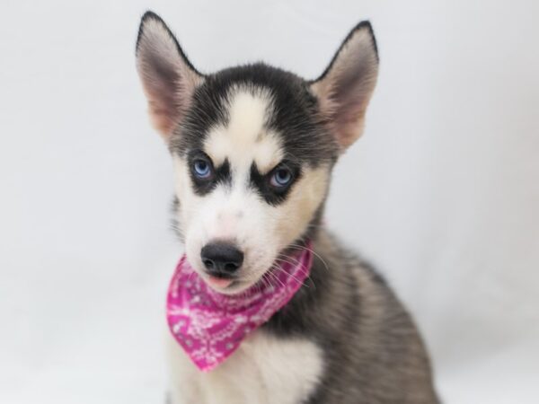 Siberian Husky-DOG-Female-Black & White-15423-Petland Wichita, Kansas