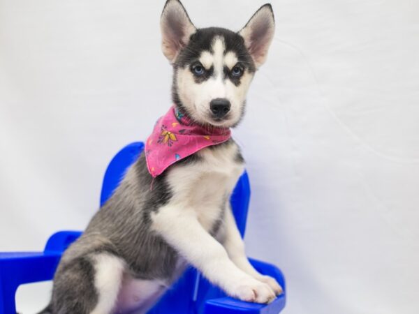 Siberian Husky DOG Female Black & White 15422 Petland Wichita, Kansas