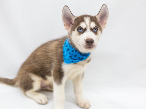 Siberian Husky DOG Male Red & White 15421 Petland Wichita, Kansas