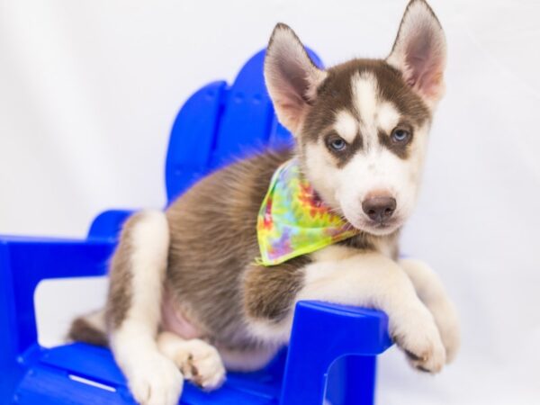 Siberian Husky DOG Male Red & White 15420 Petland Wichita, Kansas